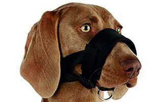 Bozales para perros