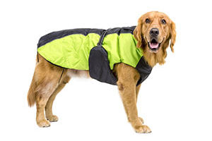 Chubasqueros para perros