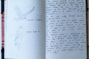 Cuadernos de campo