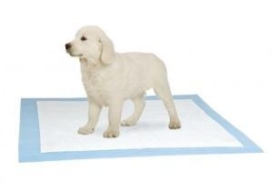 Empapadores para perros